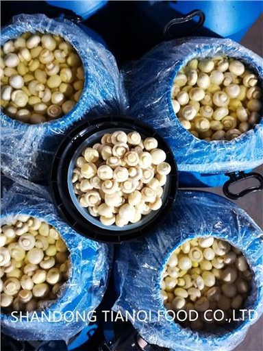 Champiñón en salmuera en bidones