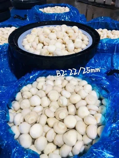 Paquete de Tambor Champiñón en Vinagre en Tambor