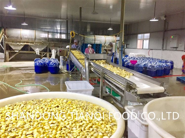 Garlic in brine in drums factory