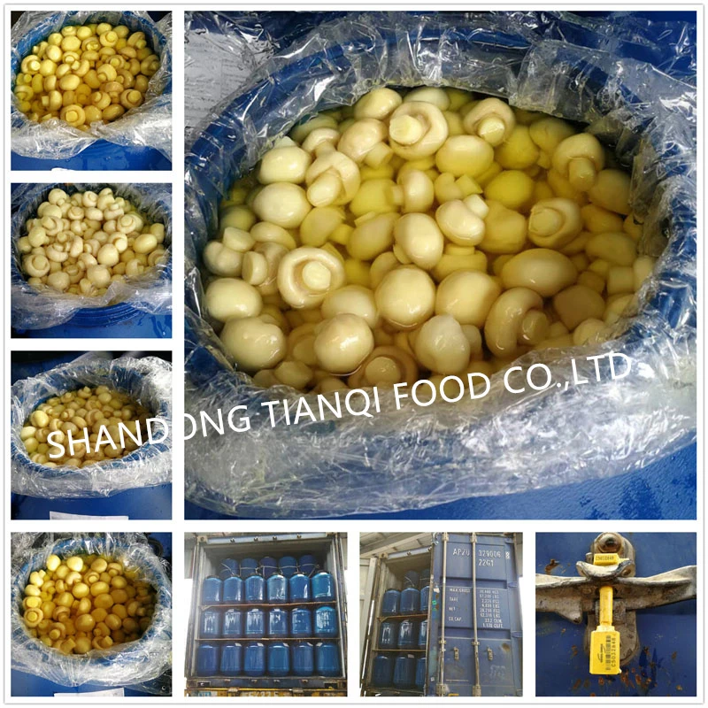SHANDONG TIANQI MUSHROOM IN BRINE IN DRUMS