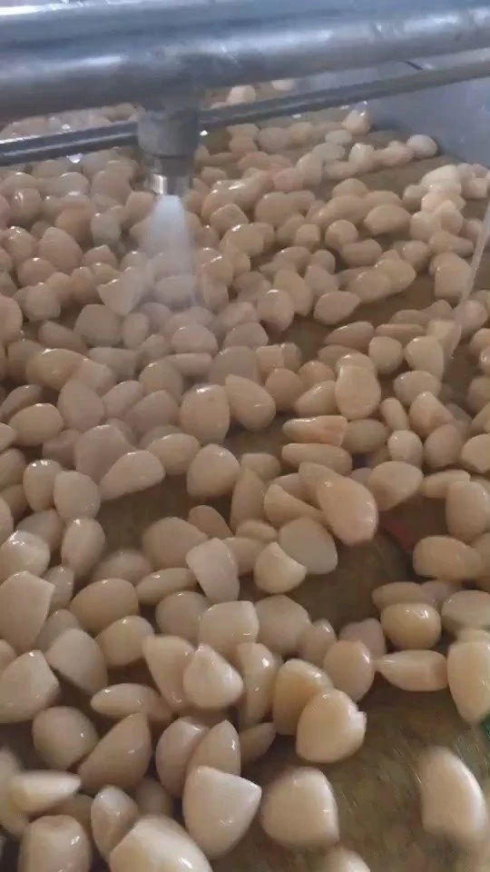 Marinated garlic in salted water in drums