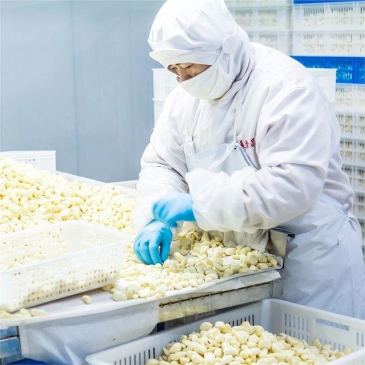 Hot selling normal white garlic cloves in brine in drums