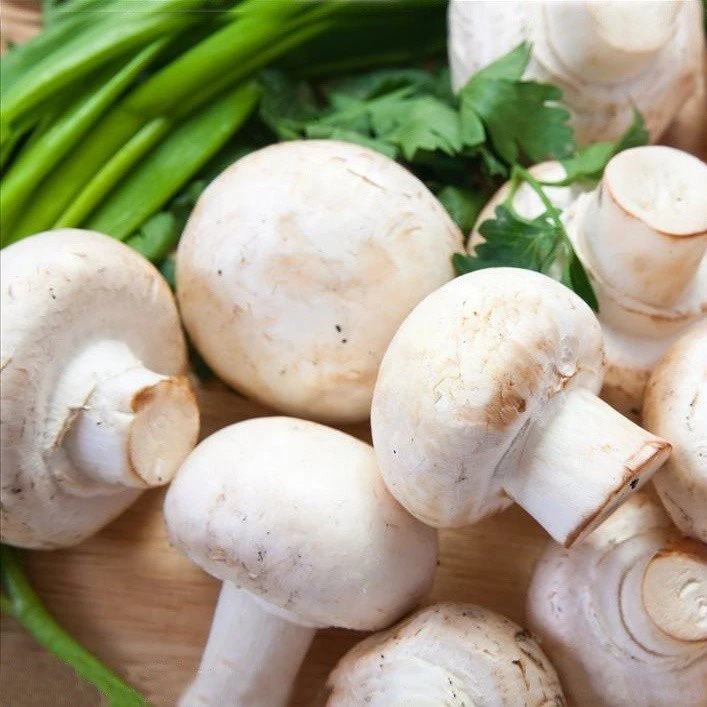 Pickled fresh whole white mushroom in drums