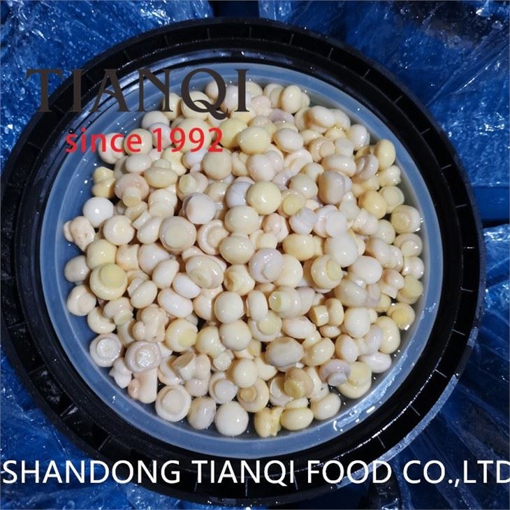 Whole white champignon mushroom in brine in drums