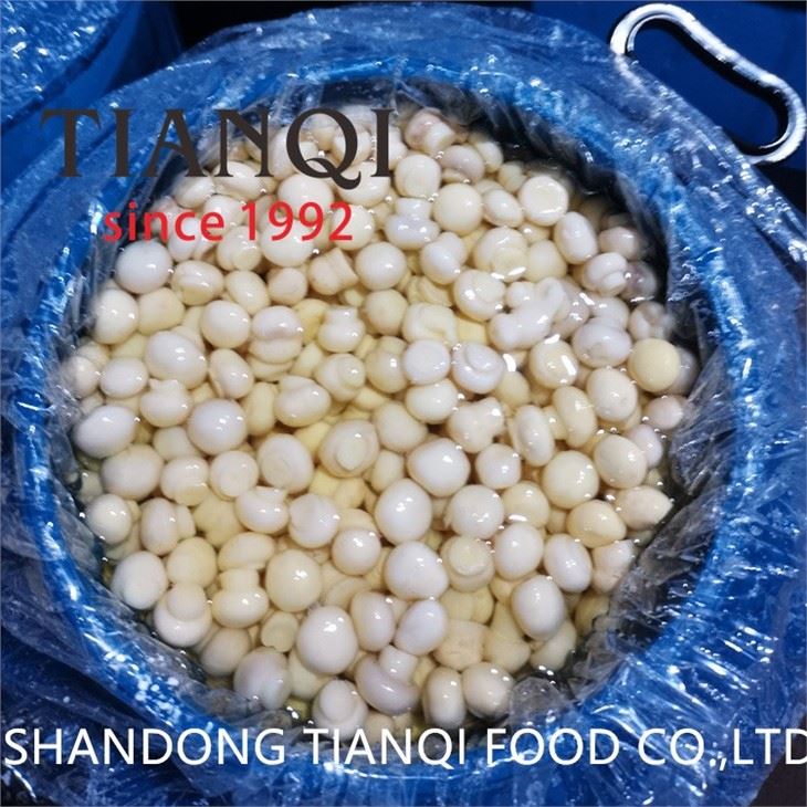 Best whole white mushroom in salty water in plastic drums