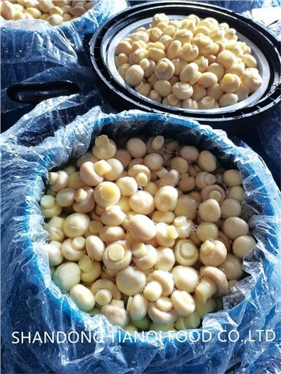 Champiñón en Salmuera en Tambores con Etiqueta Privada