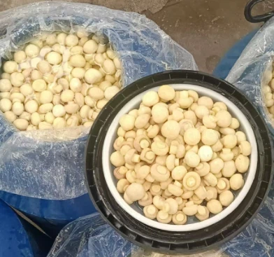 Seta Blanca de Fábrica en SO2 en Bidones